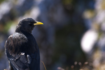 Dow on the mountain, Austria