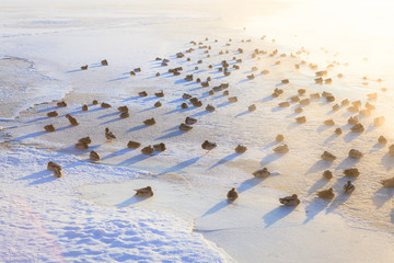 Ducks on ice freezing cold morning