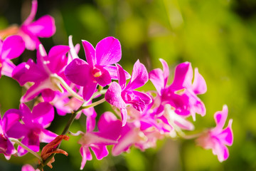 Fototapeta na wymiar Purple orchids under the sunlight