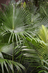 Green tropical palm tree leaves