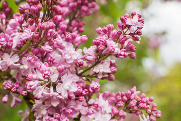 Fototapeta premium branch with spring lilac flowers closeup