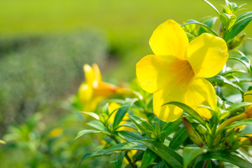 Fototapeta premium Allamanda Flower