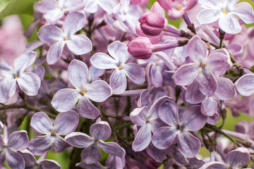 Naklejka na ściany i meble Macro image of spring lilac flowers