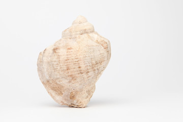 Sea shell