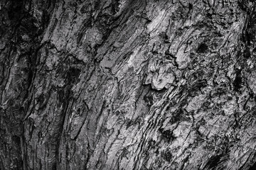 tree bark black and white texture