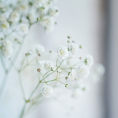 Small  White Flowers Gypsophila paniculata blurred, selective
