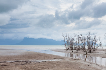 Dead trees in beach at low tide