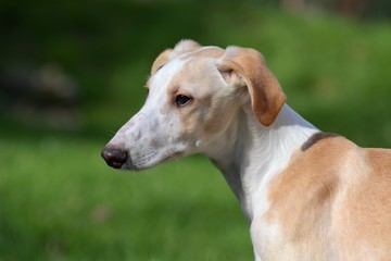 Fototapeta premium Windhund Welpe