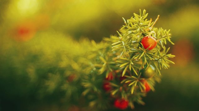Branch with red berrys waving in the wind. Shot in slow motion
