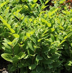 Polygonatum odoratum.