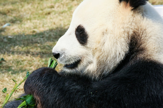 Panda eating bamboo