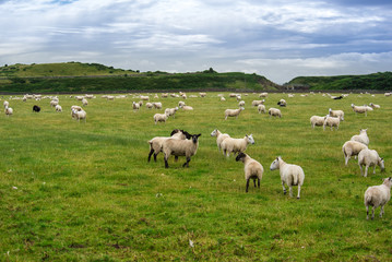 Fototapeta na wymiar Helmsdale sheep