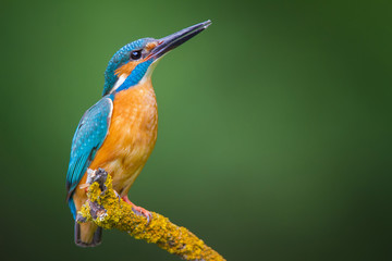 The Common KIngfisher