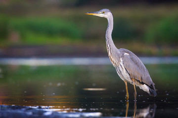 The Grey Heron
