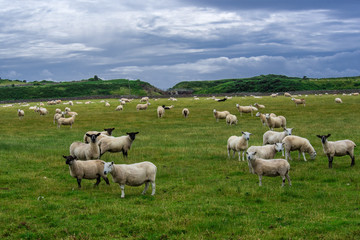 Obraz premium Helmsdale sheep