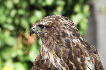 Vulture