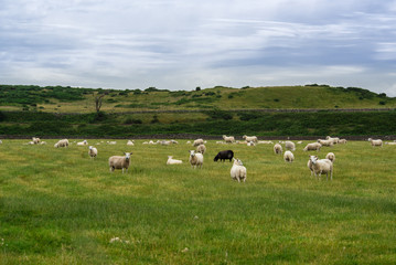 Fototapeta na wymiar Helmsdale sheep