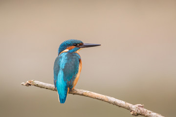 Kingfisher (Alcedo atthis), Italy