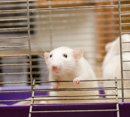 Curious white rat in a cage (with focus on the rat’s paw)