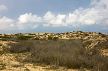 Obraz premium Dunes de La Marina