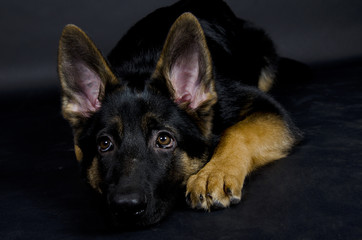 Sad German shepherd puppy on the black background (with focus on the eyes)