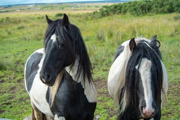Obraz premium Piebald Horse