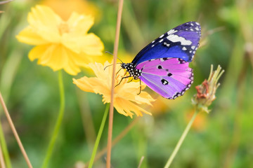 colorful butterfly on the yellow flower