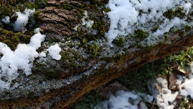 Lichen and moss wrapped broken branch. Macro shot.