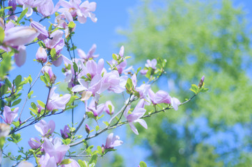 Pink magnolia flowers as a beautiful floral spring background