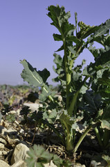 Un colza en cours de montaison