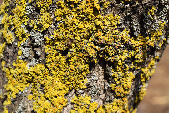 Yellow and gray lichens on tree bark