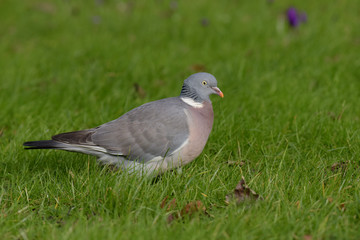 Common Wood Pigeon, Wood Pigeon, Columba palumbus