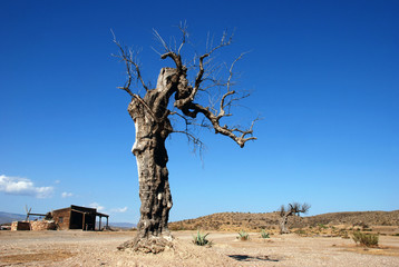 Abandoned ranch and dead tree in Spain