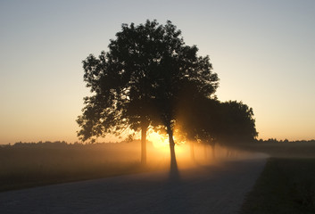 Fototapeta na wymiar Foggy morning with trees in Lithuania