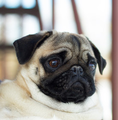   портрет домашнего любимца породы мопс