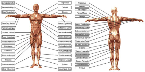Vector 3D man muscle anatomy with text isolated - obrazy, fototapety, plakaty
