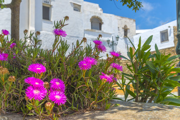 Colorful garden on a summer house in Mykonos, Greece.