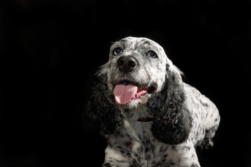 Spotted cocker spaniel with blue eyes against a black background panting