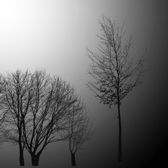 пейзаж ,деревья 