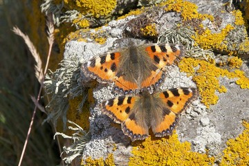 tiger butterfly mating