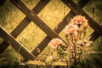 Roses in the garden. Vintage stylized image.