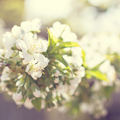 Cherry blossoms on a branch in the sunshine. Tonning photo