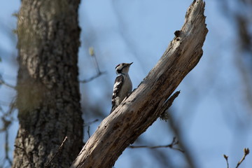 Motley woodpecker. Dendrocopos.