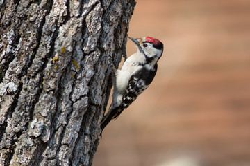 Motley woodpecker. Dendrocopos.