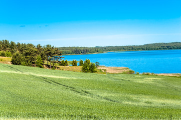 Naklejka premium Landscape of fields of grain by the lake. Dirt road among fields