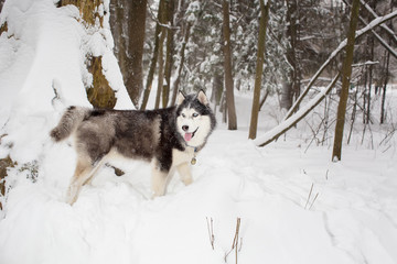 big fluffy beautiful dog goes through the snow Winter. husky