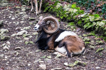 Bergziegen und Steinb&ouml;cke