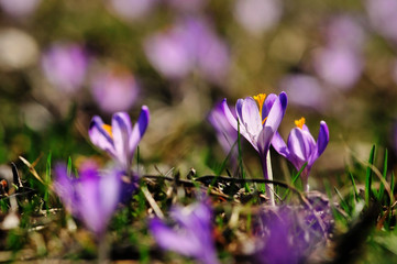 purple flowers crocuses on meadow in nature, beautiful spring flowers