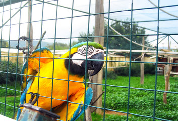 yellow parrot in the zoo - exotic bird icon