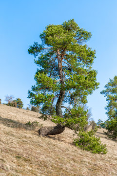 Verwundener Baum auf Berggipfel